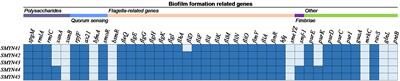 Comparative genomics analysis of Stenotrophomonas maltophilia strains from a community